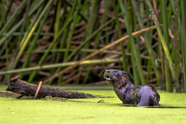 /Images/uploads/Sonoma County Regional Parks Foundation/springlake50/entries/28921thumb.jpg